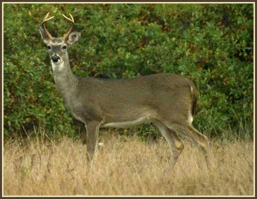 whitetailed deer